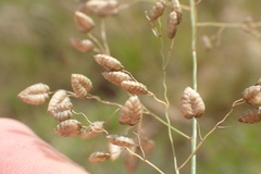 Eragrostis obtusa
