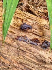 Platerodrilus ruficollis