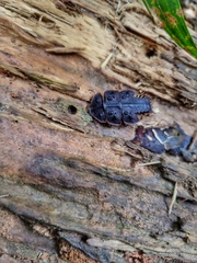 Platerodrilus ruficollis