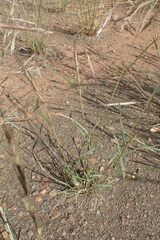 Aristida congesta barbicollis