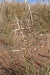 Aristida congesta barbicollis