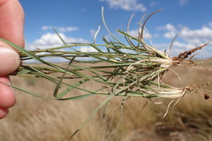 Aristida congesta barbicollis