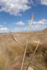 Aristida congesta barbicollis