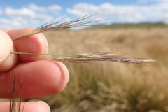 Aristida congesta barbicollis