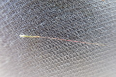 Aristida congesta barbicollis