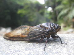 Cryptotympana aquila