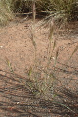 Aristida congesta congesta