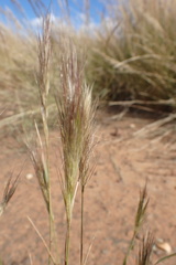 Aristida congesta congesta