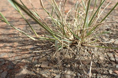 Aristida congesta congesta