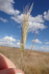 Aristida congesta congesta