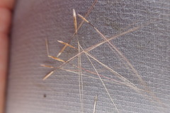 Aristida congesta congesta