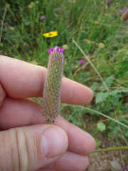 Dalea emarginata