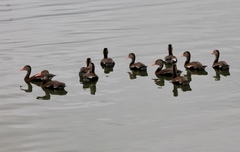 Dendrocygna autumnalis