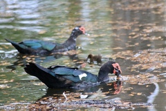 Cairina moschata domestica