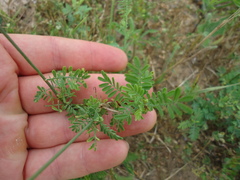 Dalea emarginata