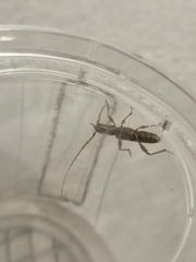 Callidiopis scutellaris