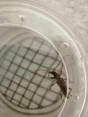 Callidiopis scutellaris