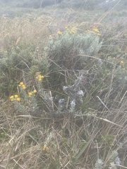 Senecio patagonicus