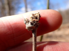 Contarinia negundinis