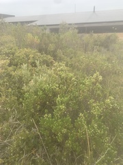 Baccharis patagonica