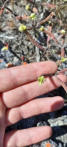 Crassula ericoides