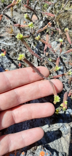 Crassula ericoides