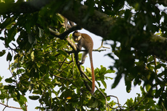 Cercopithecus ascanius