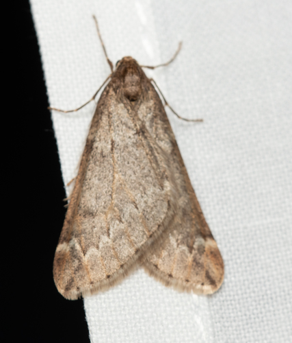 Alsophila aescularia