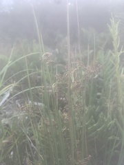 Juncus procerus
