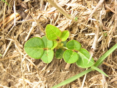 Desmodium molliculum