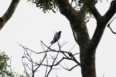 Hylopsar purpureiceps