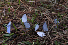 Celastrina neglecta