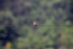 Pogoniulus scolopaceus