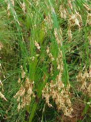 Restio subverticillatus