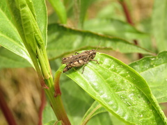Baeacris bogotensis