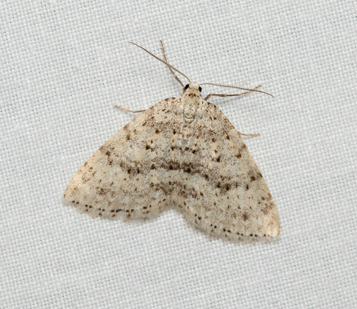 Colostygia multistrigaria multistrigaria