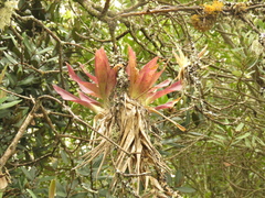 Tillandsia biflora