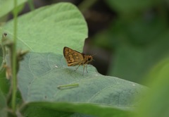 Taractrocera luzonensis