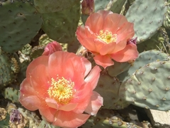 Opuntia × vaseyi