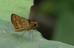 Taractrocera luzonensis