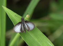 Aeromachus plumbeola