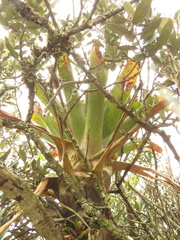 Tillandsia denudata