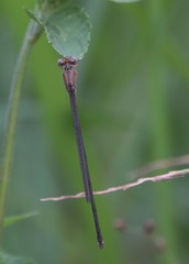 Pseudagrion pilidorsum