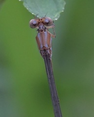 Pseudagrion pilidorsum