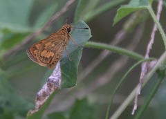Taractrocera luzonensis