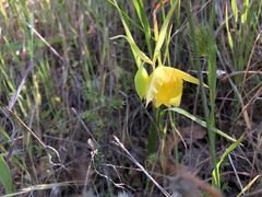 Calochortus pulchellus