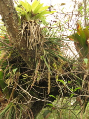 Epidendrum moritzii