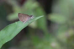 Aeromachus plumbeola