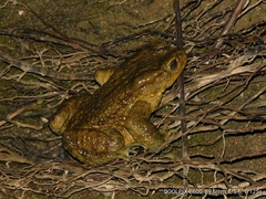 Duttaphrynus himalayanus