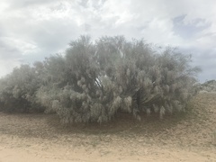 Retama monosperma